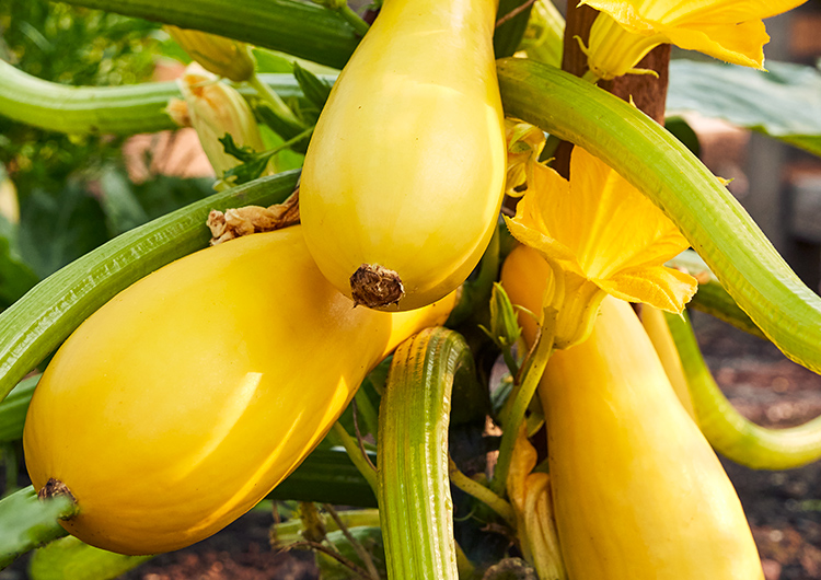 Rise and Shine is back ☀ Burpee